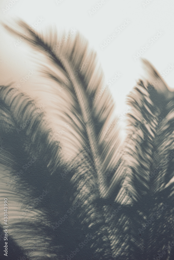Fototapeta premium plant shadows 