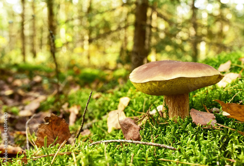 Porcini Cep White Mushroom King (Boletus Pinophilus) Mycelium grow in moss in a forest. Big bolete mushrooms in wildlife in of sunbeams.