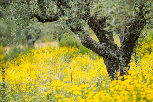 Olive tree, old olive orchard, mediterranean, Andalusia, Spain.