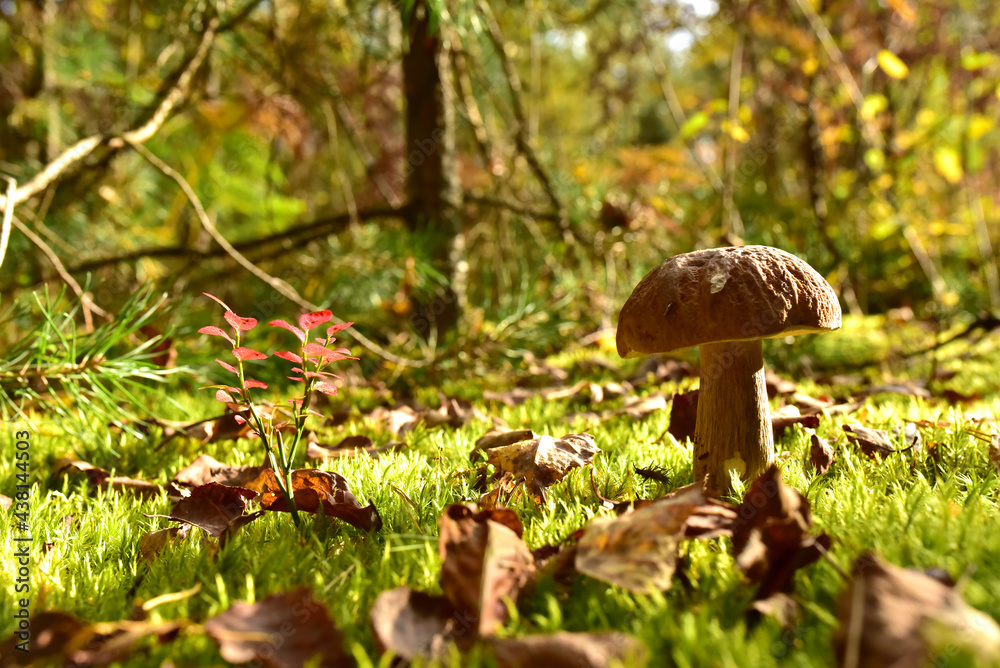 Fototapeta premium Porcini Cep White Mushroom King (Boletus Pinophilus) Mycelium grow in moss in a forest. Big bolete mushrooms in wildlife in of sunbeams.