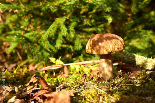 Porcini Cep White Mushroom King (Boletus Pinophilus) Mycelium grow in moss in a forest. Big bolete mushrooms in wildlife in of sunbeams.