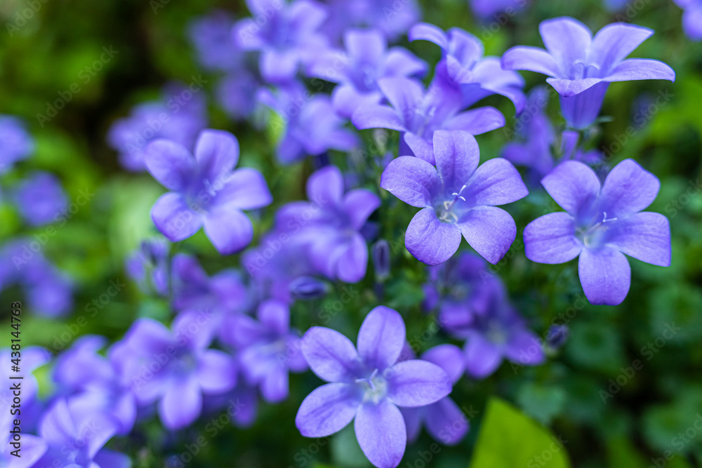 Deep purple flowers of Campanula portenschlagiana, the wall bellflower, during springtime