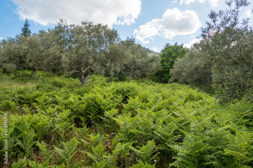Undergrow of Eagle fern, Pteridium aquilinum, in olive orchard, Andalusia, Spain.