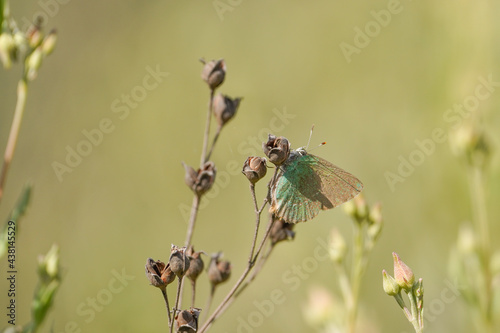 Green hairstreak, Callophrys rubi, butterfly, Andalusia, Spain © Pale.photography