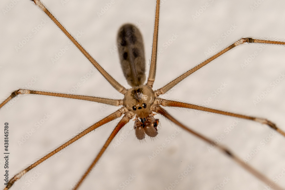 Daddy Long-legs spider. Pholcus phalangioides. - obrazy, fototapety, plakaty 