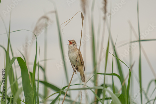 Lacar de stuf - Eurasian reed warbler - Acrocephalus scirpaceus photo