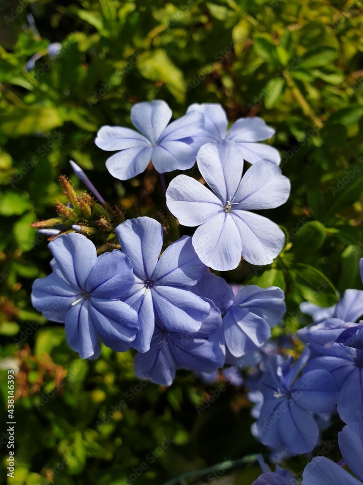 Fleur bleue sud France Fleur bleue sud France