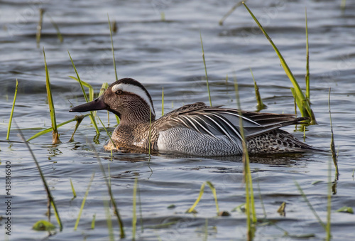 Spatula querquedula Cyranka zwyczajna Garganey