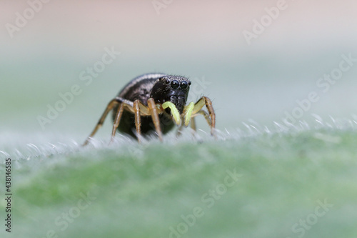 A tiny heliophanus spider  photo