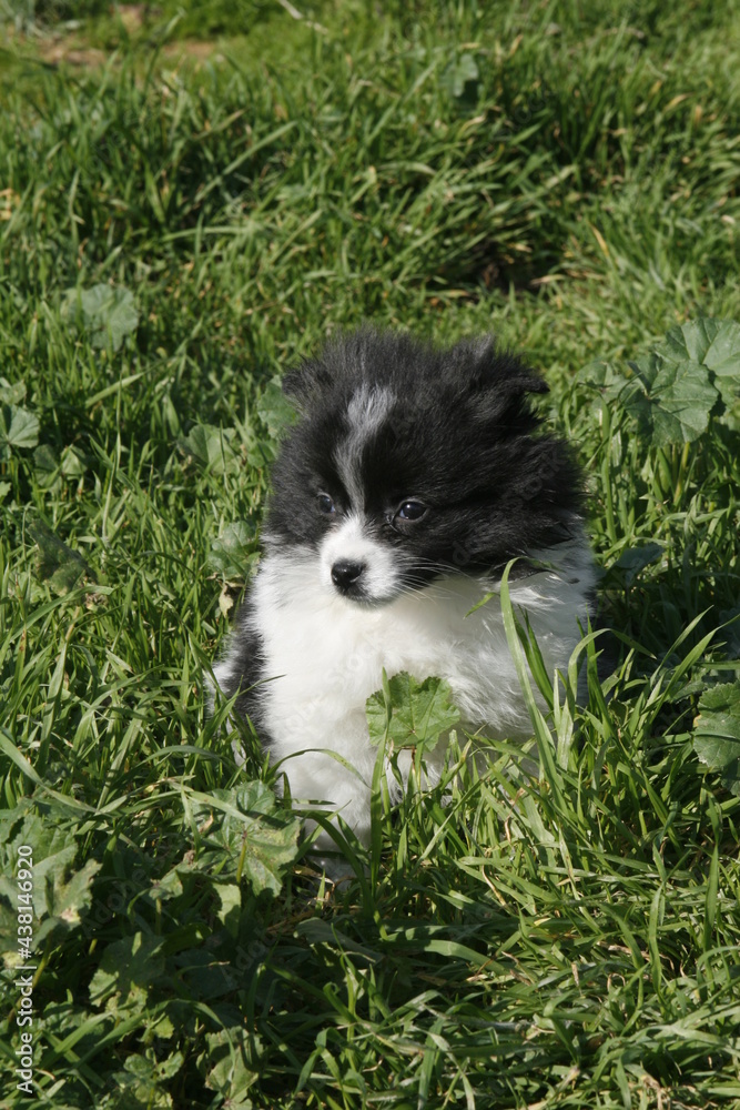 a gorgeous, 2 month old black and white Spitz puppy is playing on the grass. Countryside, Greece.