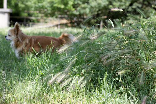 Dangerous Grass awns and dogs in nature.