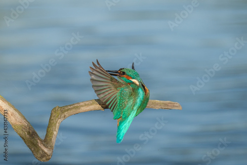 Pescaras albastru - Kingfisher - Alcedo atthis photo