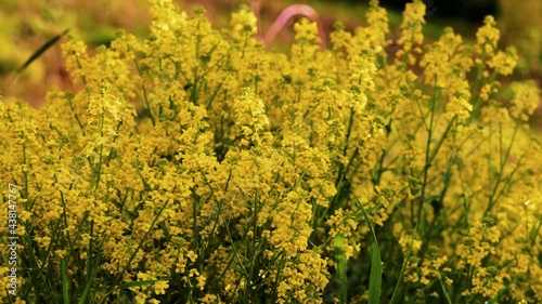 field of yellow flowers. Yellow Rocketcress.