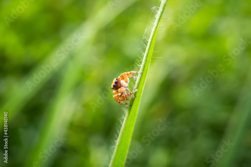 Macro closeup on Hyllus semicupreus Jumping Spider on blurred greenery background in garden with copy space using as background natural green plants landscape, ecology, fresh wallpaper.