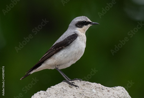 Oenanthe oenanthe Białorzytka zwyczajna Northern wheatear