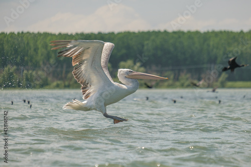 Pelican cret - Dalmatian pelican - Pelecanus crispus photo