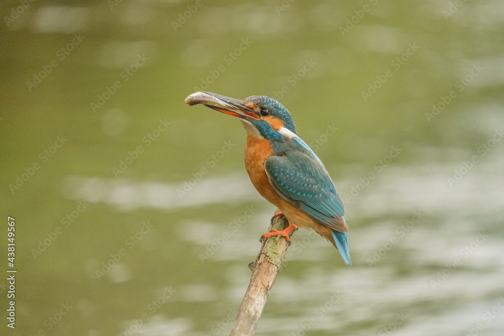 Pescaras albastru - Kingfisher - Alcedo atthis Pescaras albastru - Kingfisher - Alcedo atthis