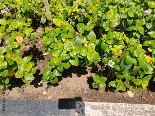 View of Pseuderanthemum reticulatum, common names yellow-vein eranthemum and golden pseuderanthemum, is a species of evergreen shrub in the family Acanthaceae, popular as Melati Jepang in Indonesia photo