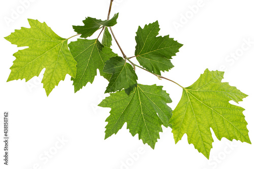 Maple branch with young green leaves, isolated on white background