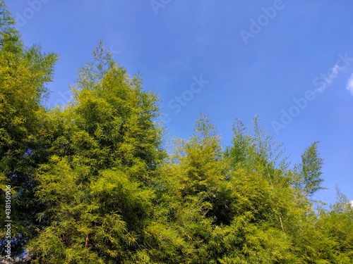 Photo of greenery on sky background. bamboo leaf, bamboo plant © ojil3