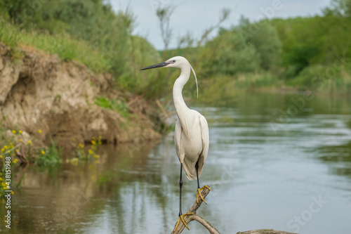 Egreta mica - Little egret - Egretta garzetta