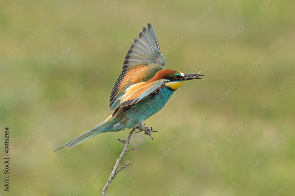 Obraz premium Prigorie - Bee-eater - Merops apiaster