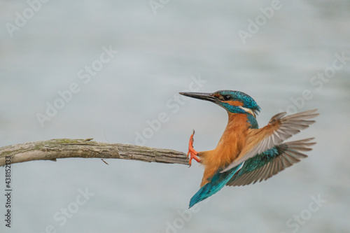 Pescaras albastru - Kingfisher - Alcedo atthis photo