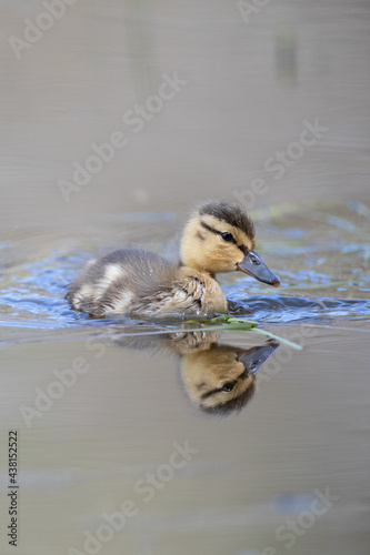 reflection of a Mallard duckling swimming on a pond