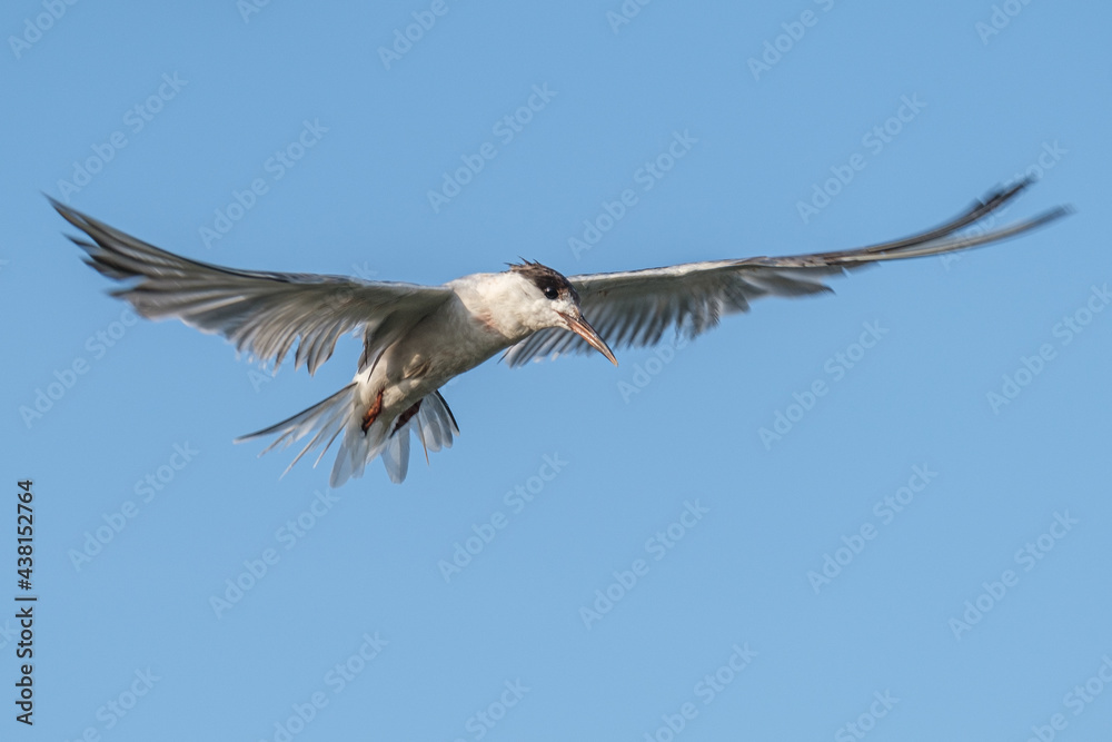 Obraz premium Common tern - Chira de balta - Sterna hirundo