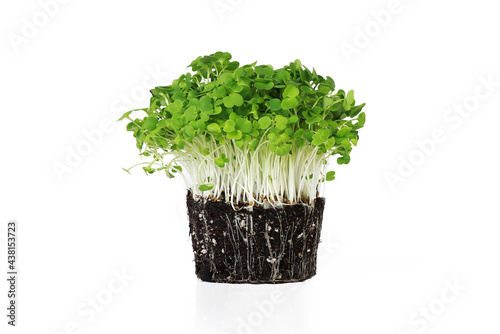 Organic Microgreens arugula isolated on the white background.Healthy and vegan eating.
