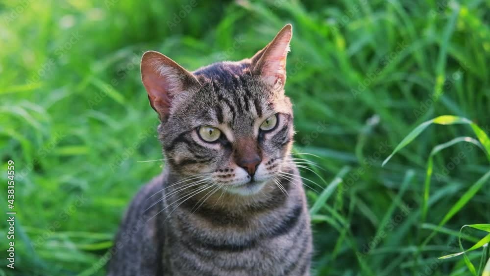 portrait of Gray furry tabby cat with green eyes sitting in the green grass in the garden .The cat turns the head of different directions.Concept of adorable cat pets .High quality 4k footage portrait of Gray furry tabby cat with green eyes sitting in the green grass in the garden .The cat turns the head of different directions.Concept of adorable cat pets .High quality 4k footage