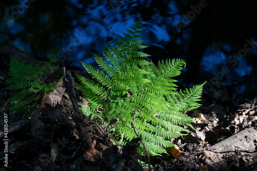 A common lady-fern in a forest photo