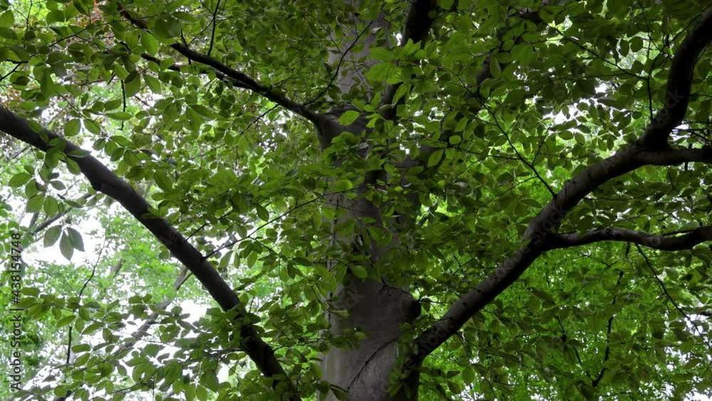 Fagus sylvatica f. purpurea tree, commonly called European beech or common beech, 4k footage Fagus sylvatica f. purpurea tree, commonly called European beech or common beech, 4k footage