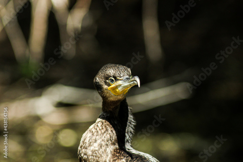 Great cormorant - Cormoran mare - Phalacrocorax carbo photo