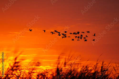 Greylag goose in the sunrise