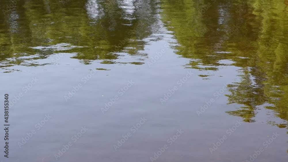 The movement of waves in the pond The movement of waves in the pond