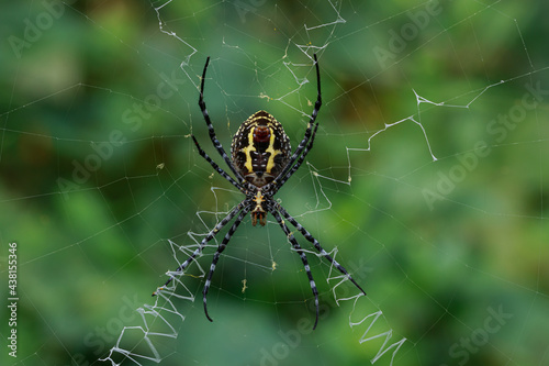 Black spider on the nests or web