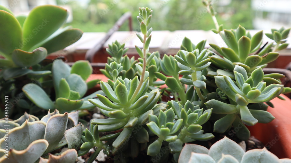 Obraz premium various succulent plants are blooming design for houseplant background
