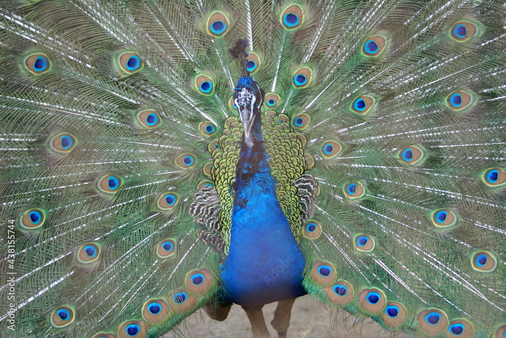 Obraz premium クジャク