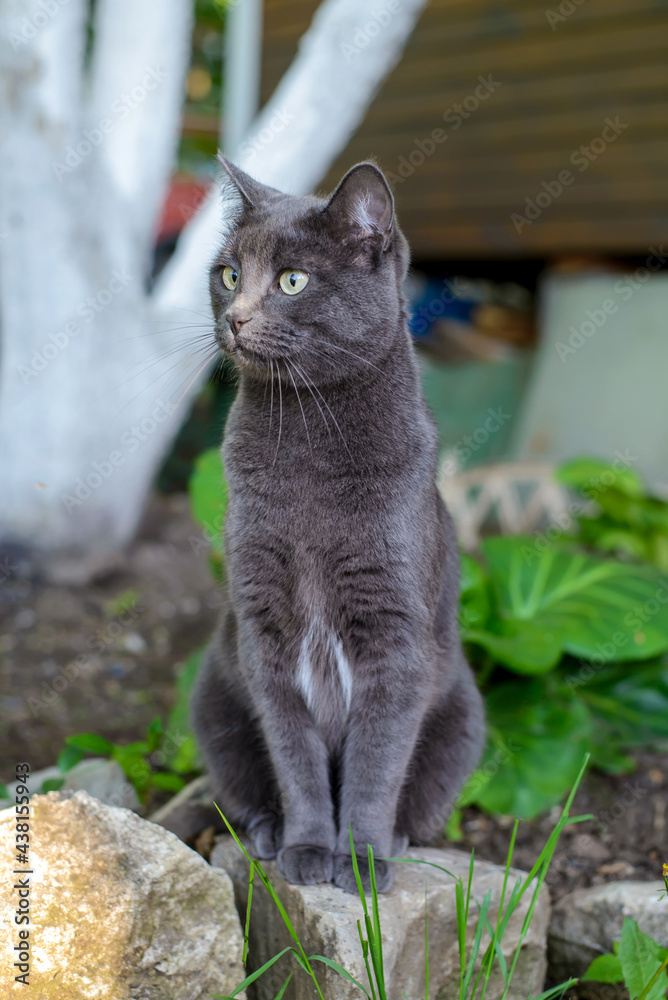 Dark gray cat sitting in the garden