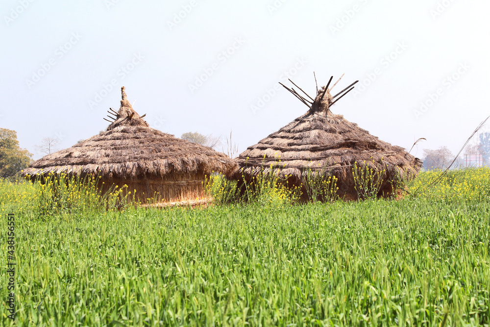 A lonely hut built in a crop field of western India. A lonely hut built in a crop field of western India.