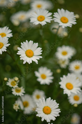 Photo of a bush of white flowering daisies.