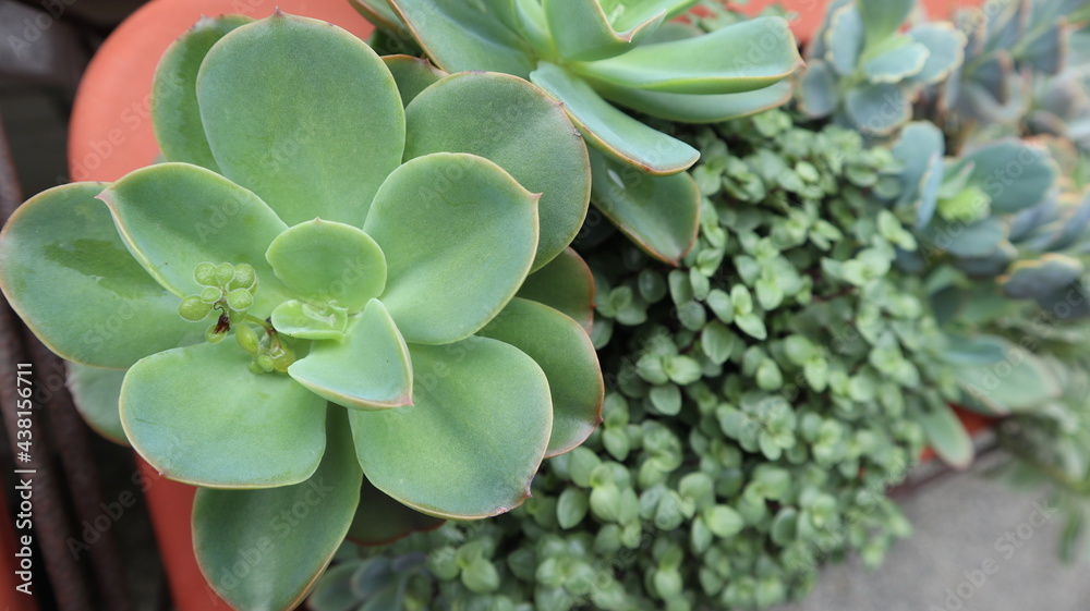 green succulent plants blooming under the sun in summer design for the detail of blooming green leaves concept green succulent plants blooming under the sun in summer design for the detail of blooming green leaves concept