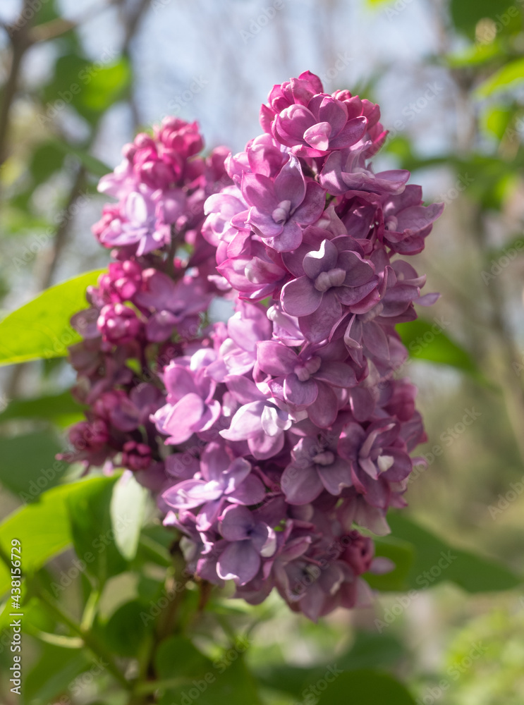 bright lilac flowers in spring against the sky bright lilac flowers in spring against the sky