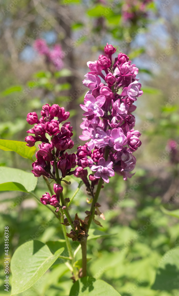 bright lilac flowers in spring against the sky bright lilac flowers in spring against the sky