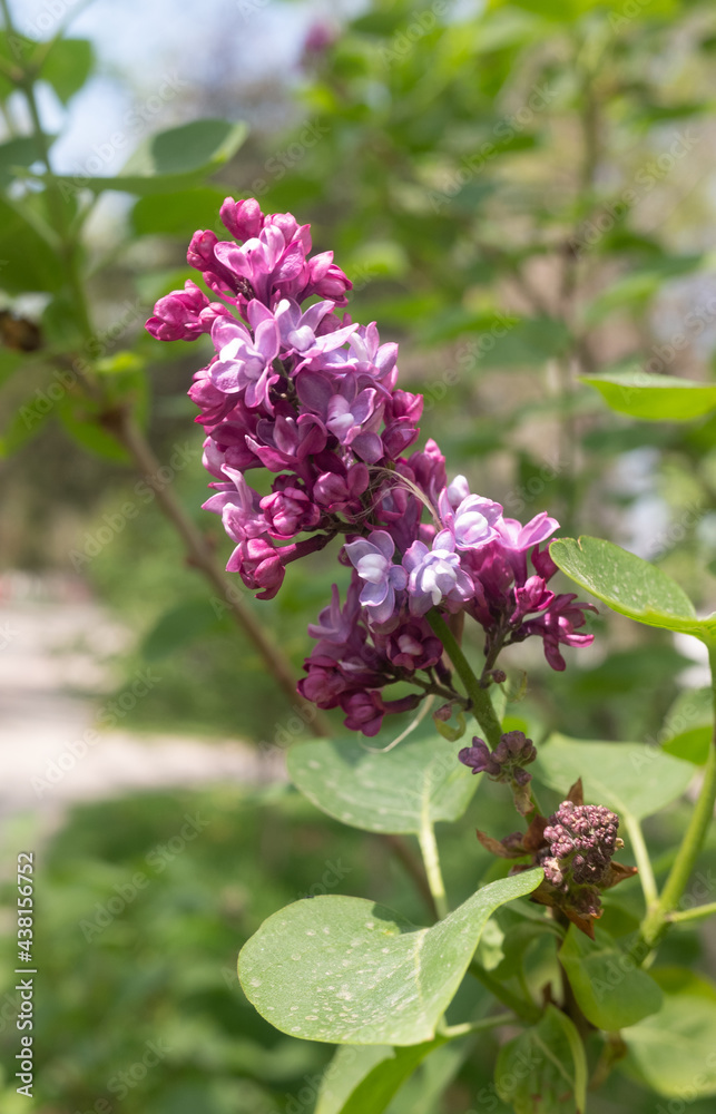 bright lilac flowers in spring against the sky bright lilac flowers in spring against the sky
