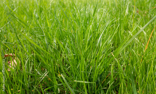 Fresh green grass background close up