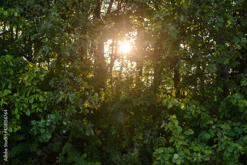 Sunlight through the green branches in the forest
