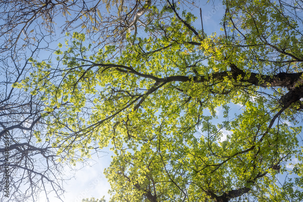 green leaves on a background of blue sunny sky green leaves on a background of blue sunny sky