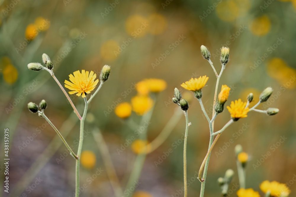 slope of yellow flowers - hieracium